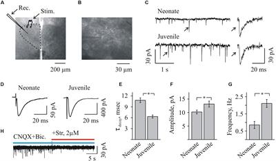 Developmental Changes in the Inhibition of Glycinergic Synaptic Currents by Niflumic Acid in Hypoglossal Motoneurons